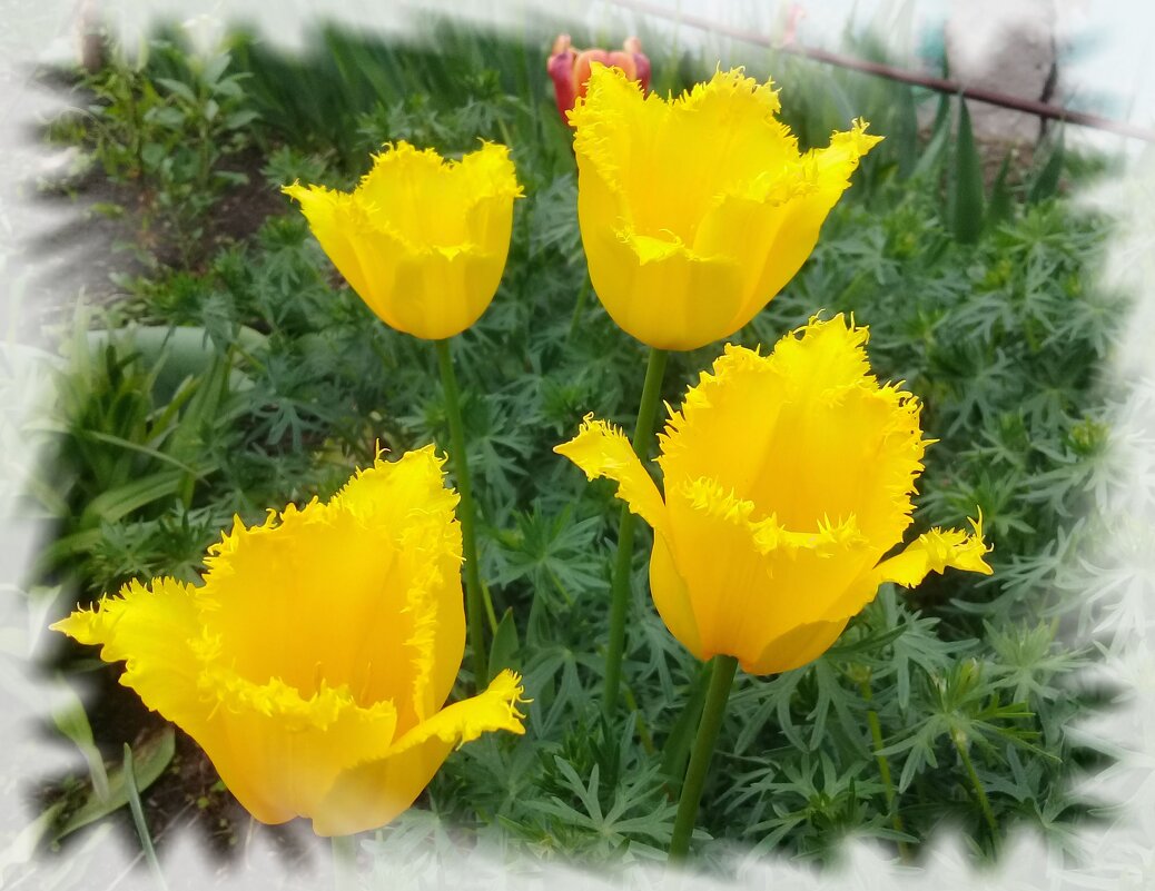 Желтые тюльпаны. - Зоя Чария