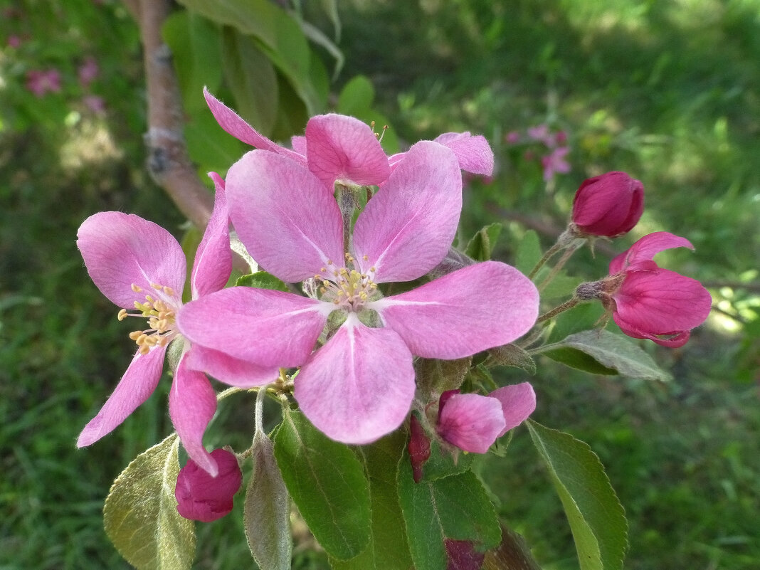 Розовая яблоня польского сорта Ола - Наиля 