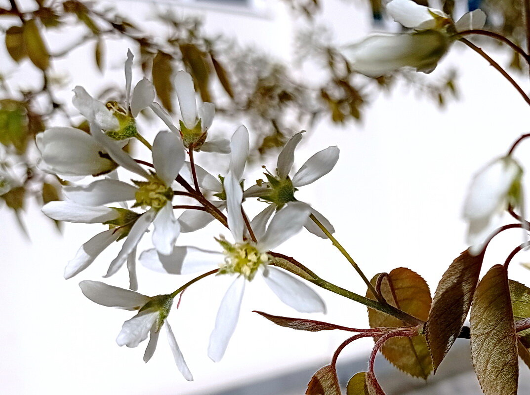 Белые цветы на белом фоне - Александр Чеботарь