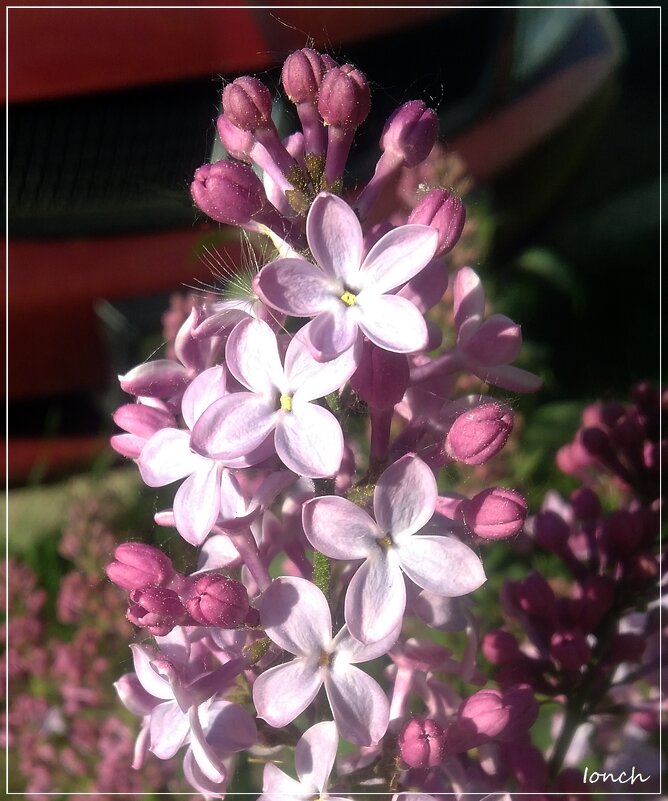 Сирени цветок с пятью лепестками найди майским утром - muh5257 