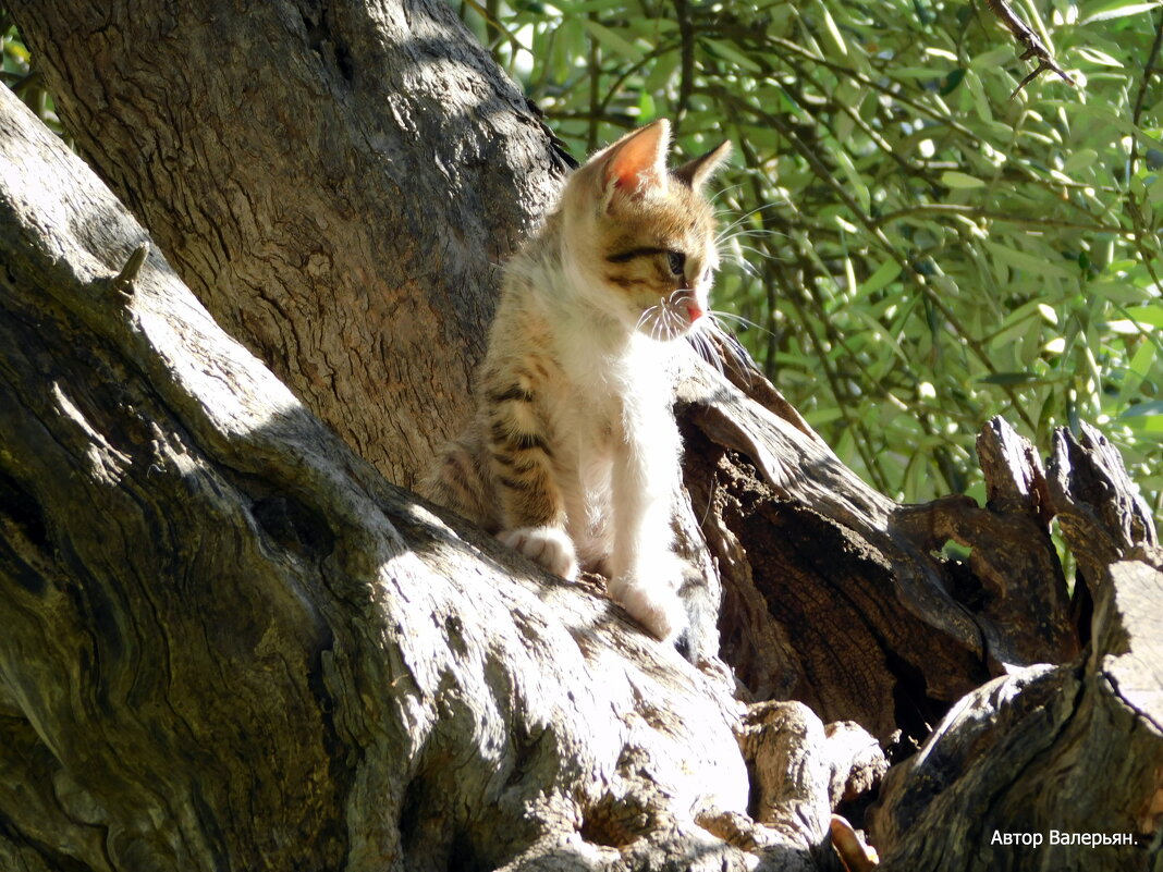 Котёнок на старой оливе. - Валерьян Запорожченко