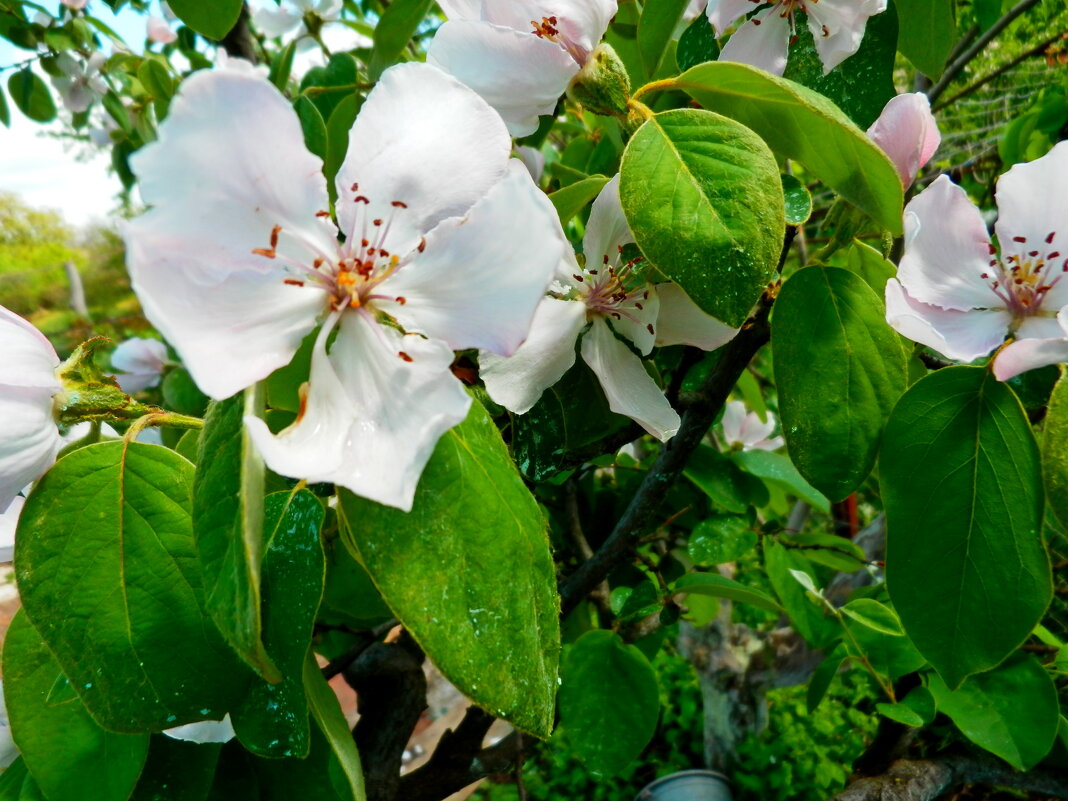 цветок айвы - Люша 