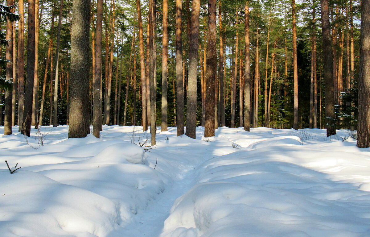 Лес в марте - Ольга Елисеева