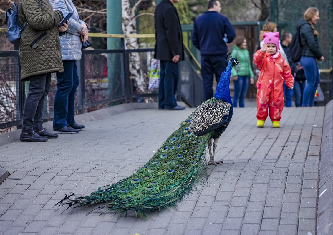птицы и не только московского зоопарка- весна. - юрий макаров