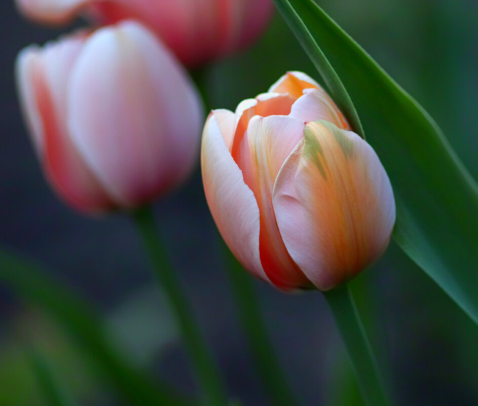 tulips - Zinovi Seniak