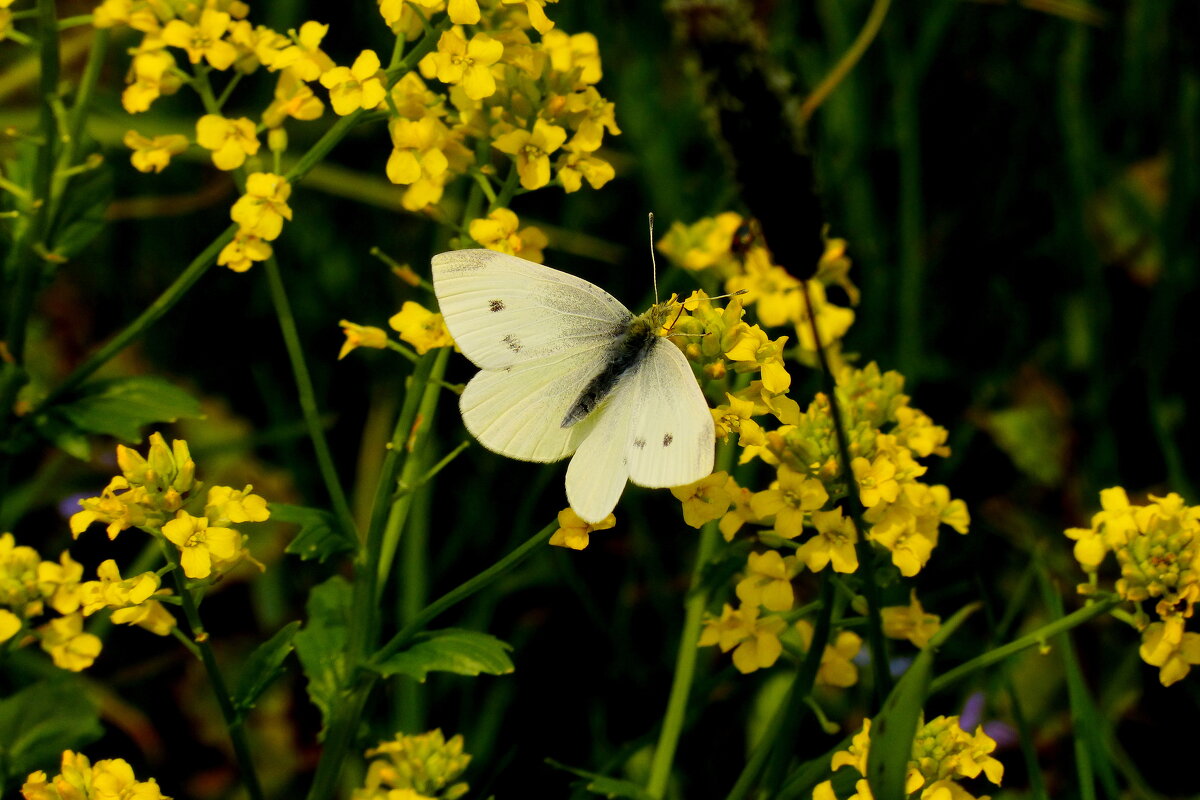 свежие майские бабочки 2 - Александр Прокудин
