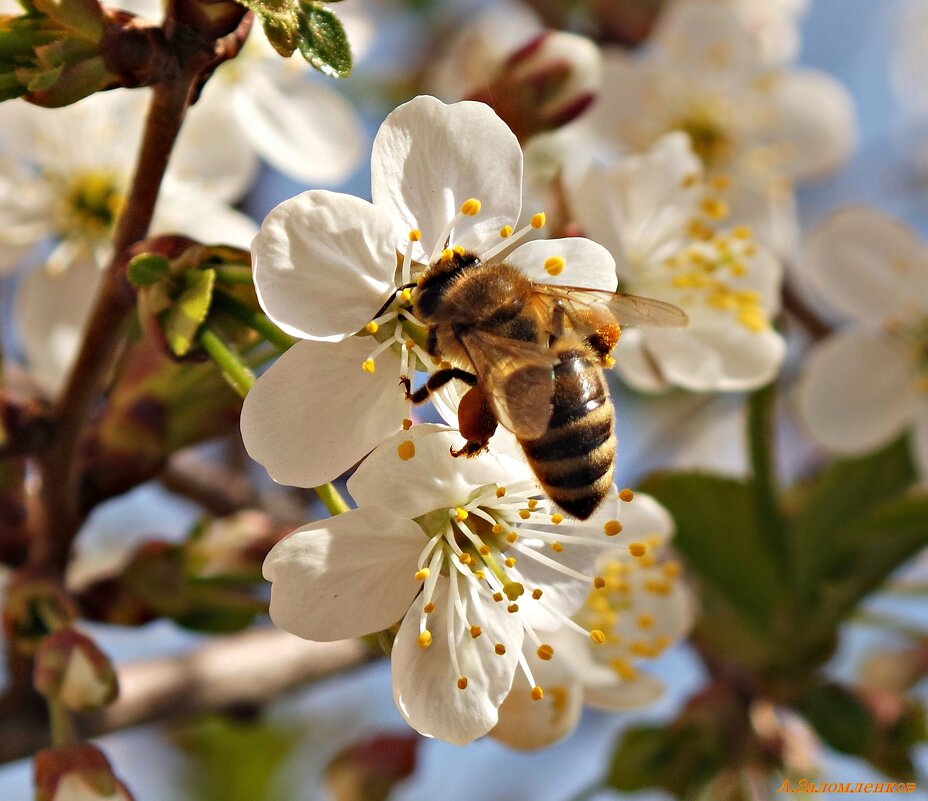 Всемирный День пчёл! - Андрей Заломленков