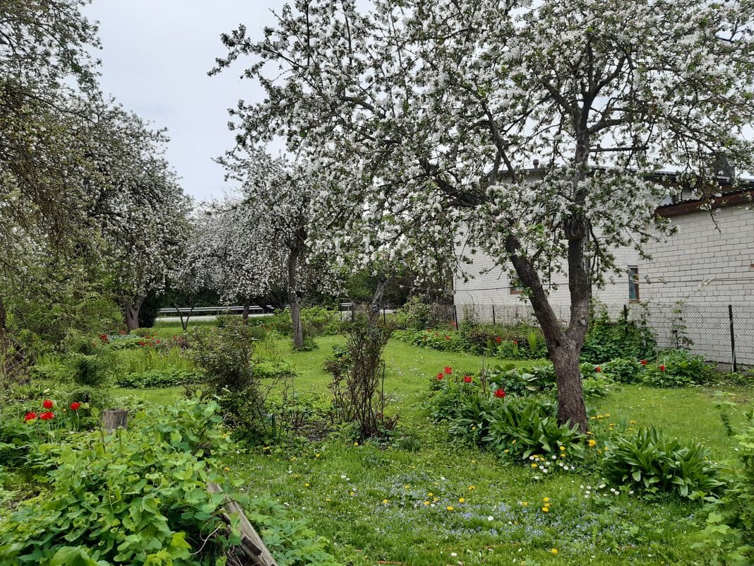 Garden in May - silvestras gaiziunas gaiziunas
