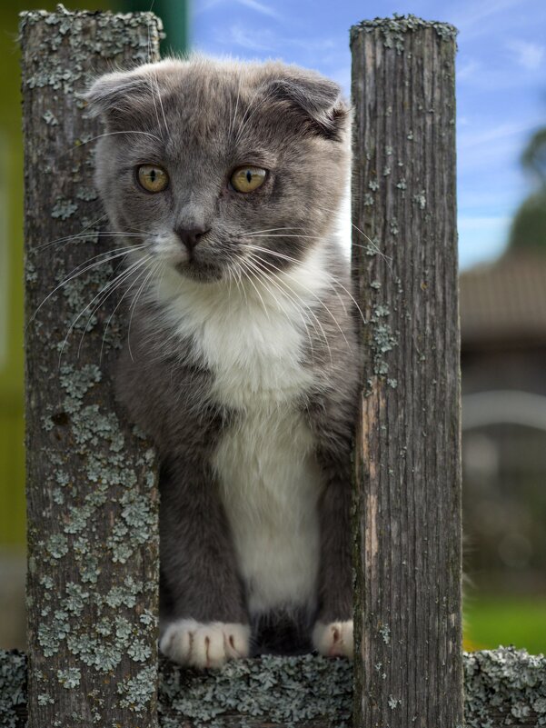 Кот на заборе - Андрей Стрельников