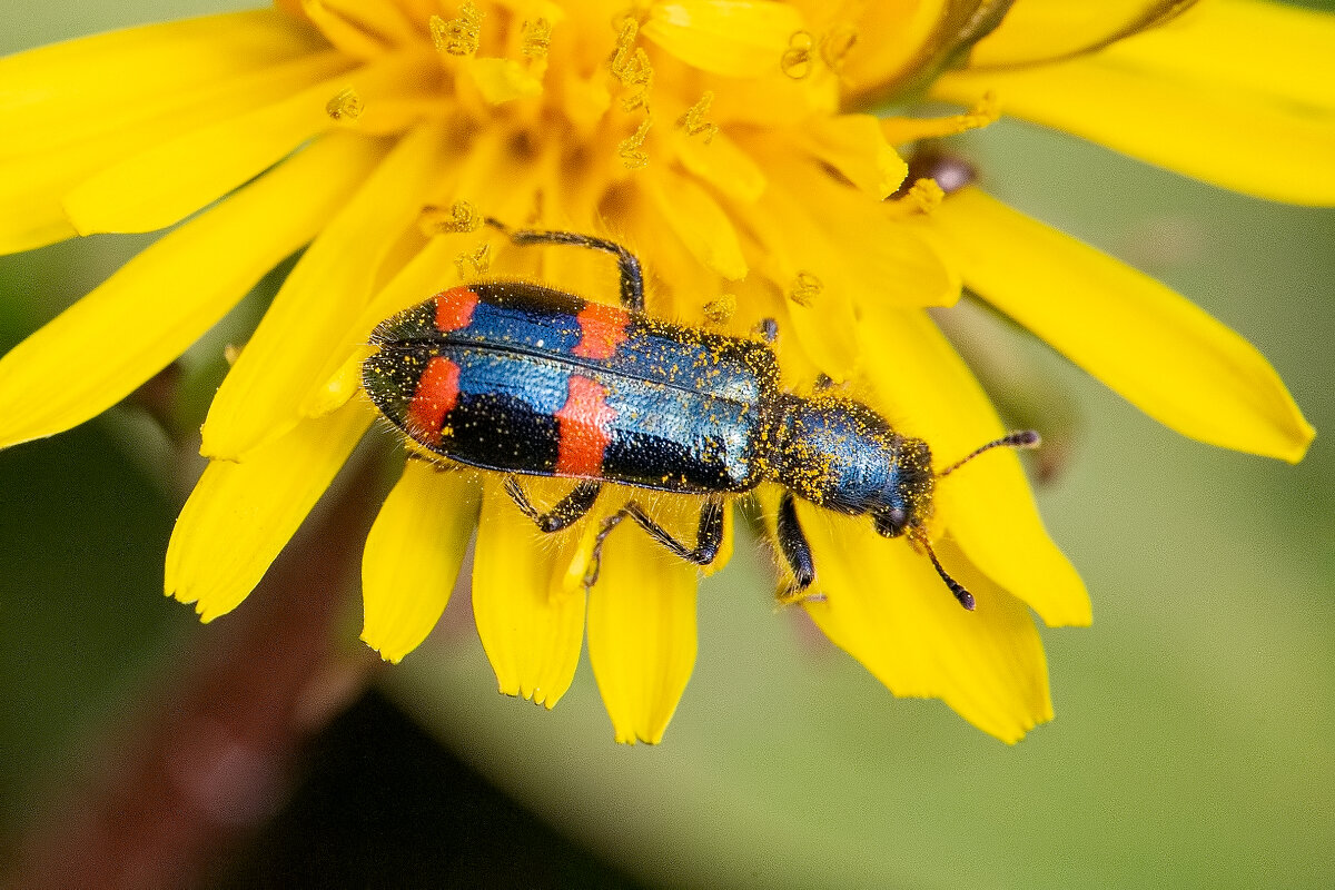 Bug - Михаил Соколов