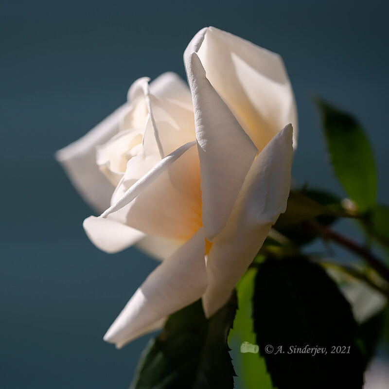 Белая роза - Александр Синдерёв