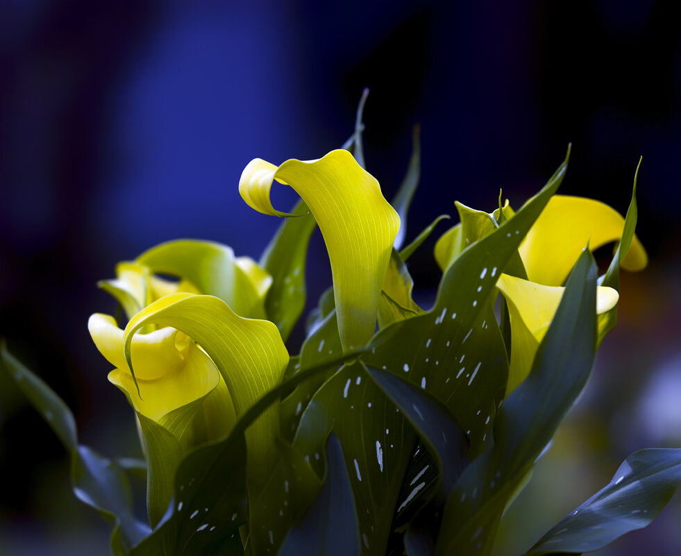 calla lilies - Zinovi Seniak