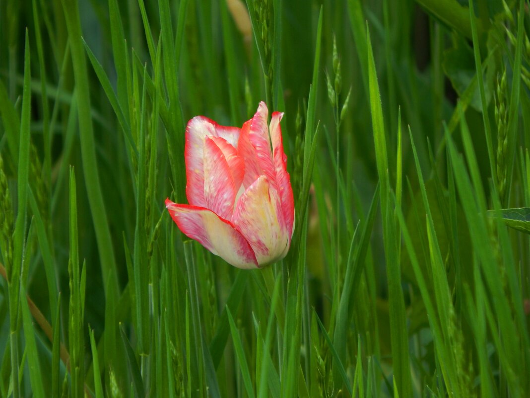 розовый тюльпан - Alisa Koteva 