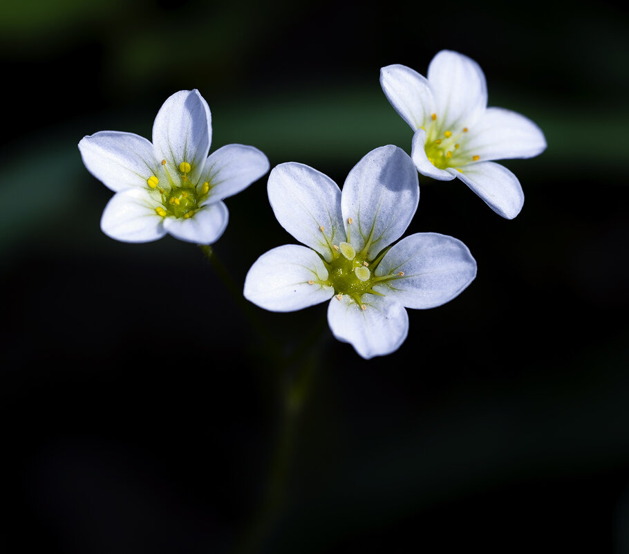 trio - Zinovi Seniak