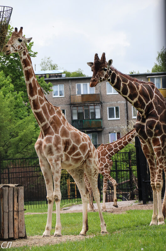 Семейство жирафов в зоопарке г.Калининграда - Любовь 