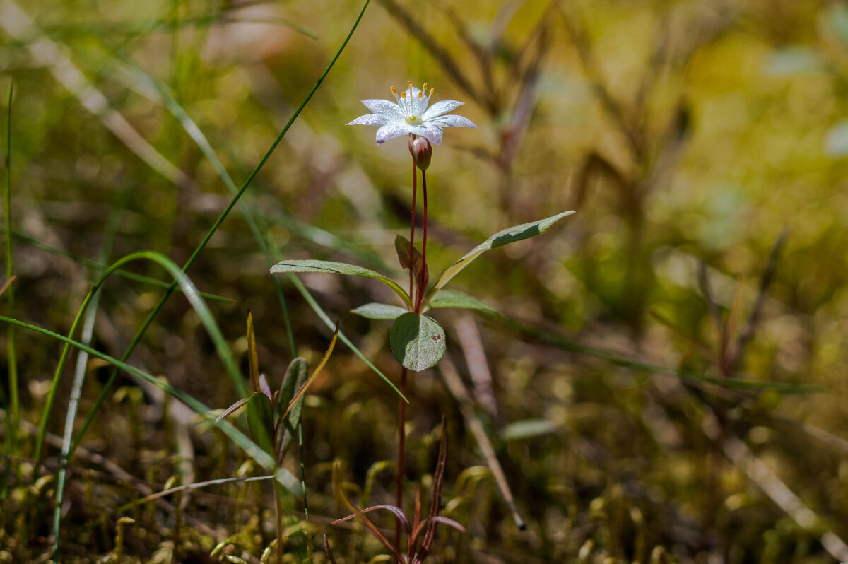 цветок в лесу - Aleksandr Вавулин