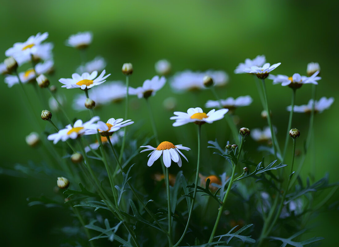 daisies - Zinovi Seniak