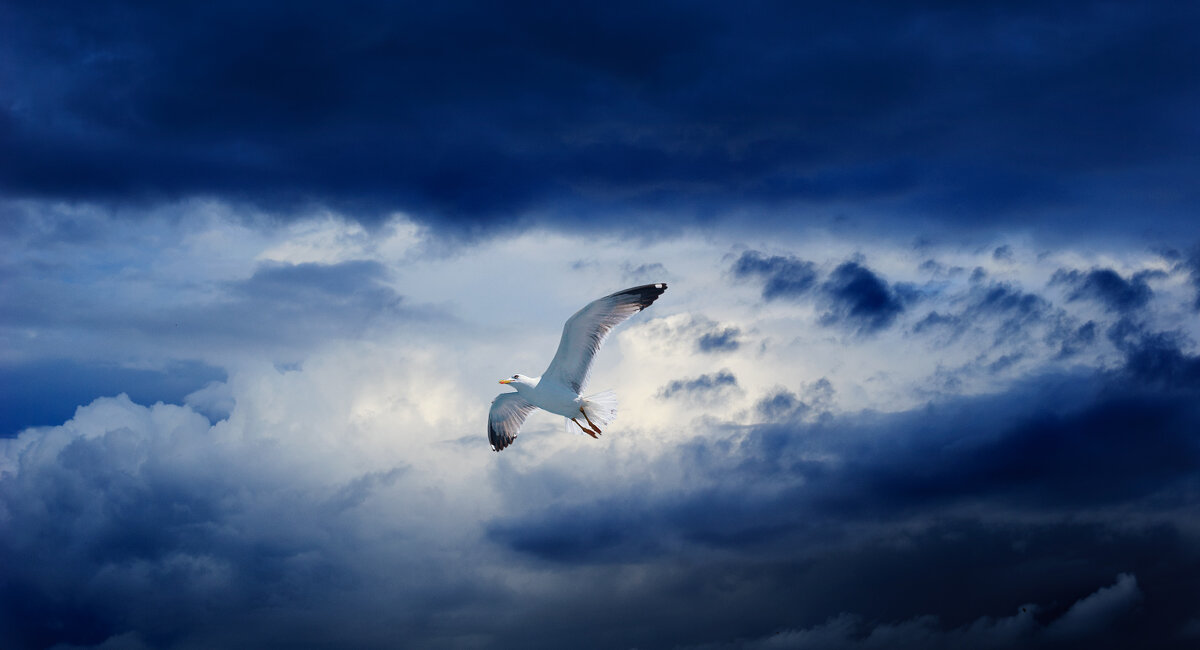 Парящая чайка перед началом бури - Анатолий Клепешнёв