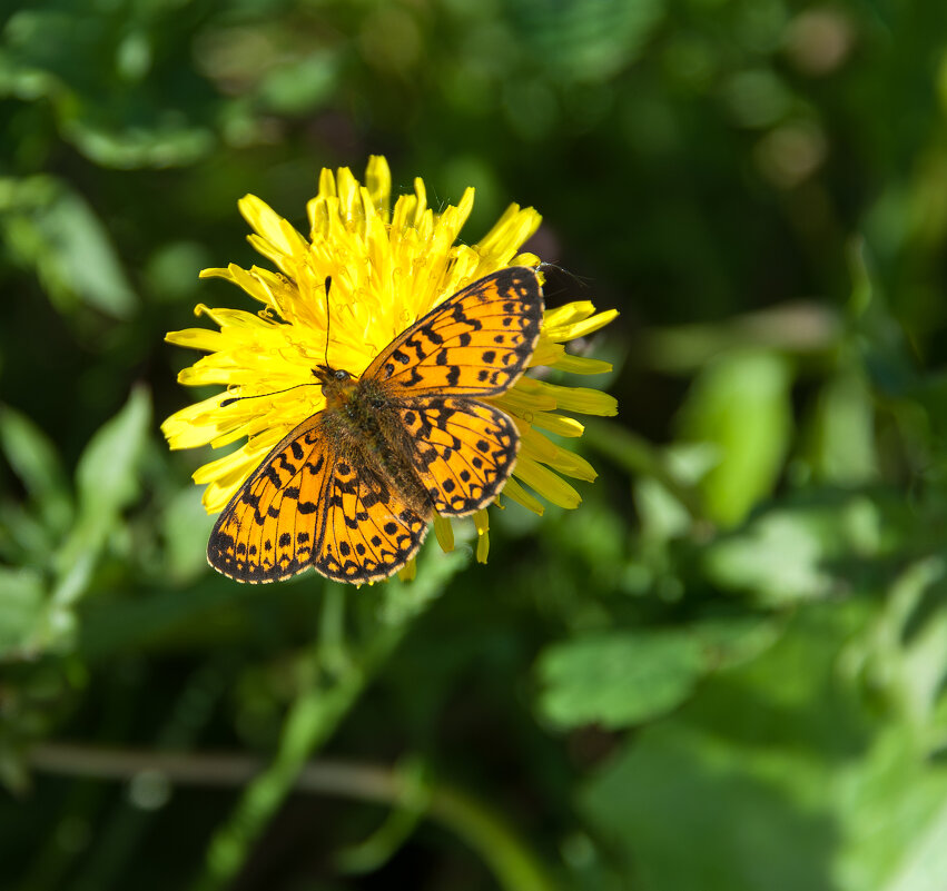 Clossiana Euphrosyne