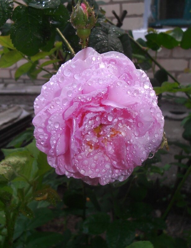 Роза после дождя - Наталья 