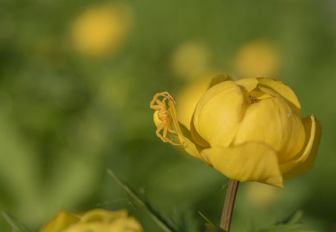 Цветочный жёлтый паук - Дарья Меркулова