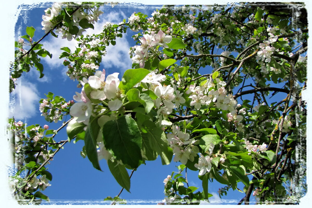 Ветка цветущей яблони - veera v