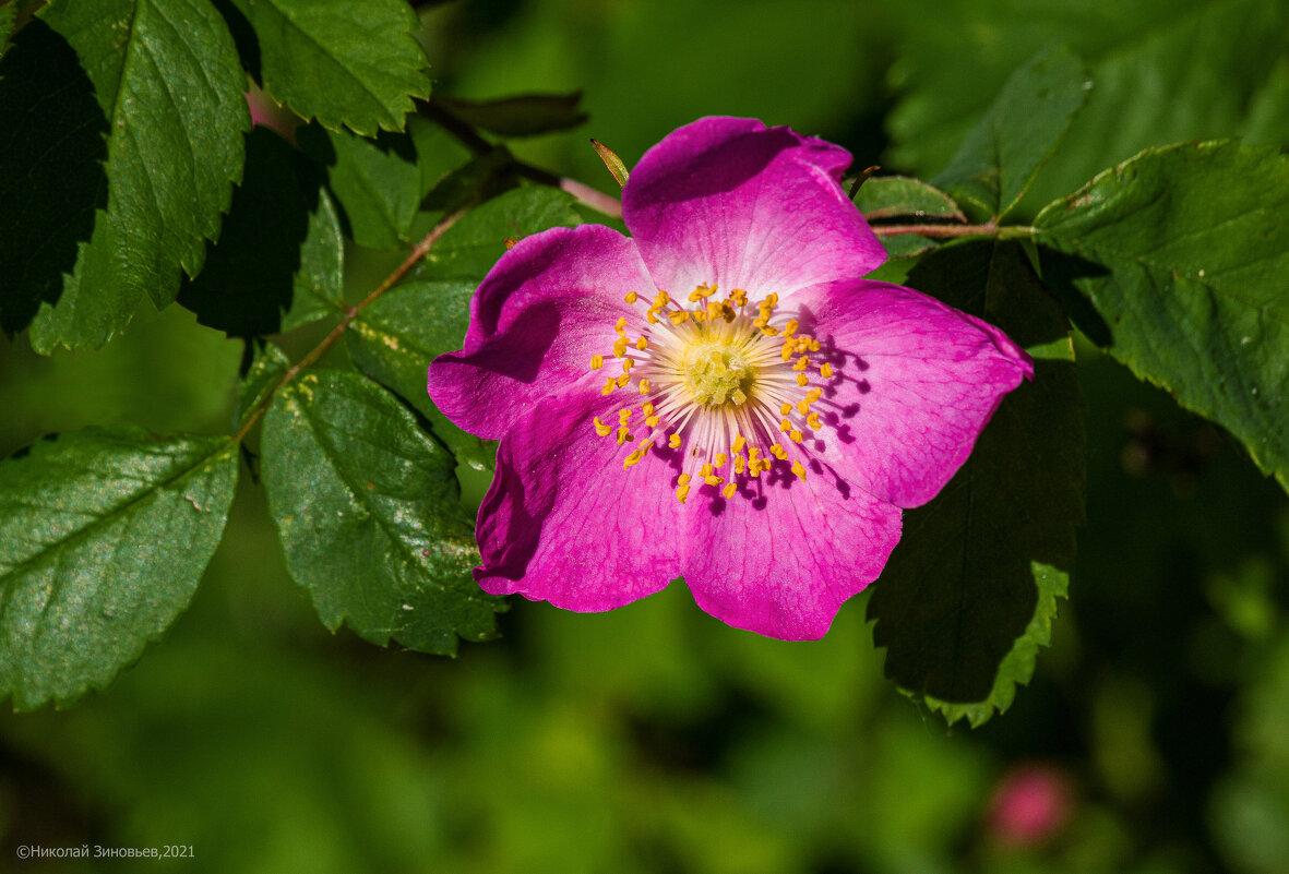 Шиповник майский (Rosa majalis). Скромный прародитель шикарных сортовых роз) - Николай Зиновьев