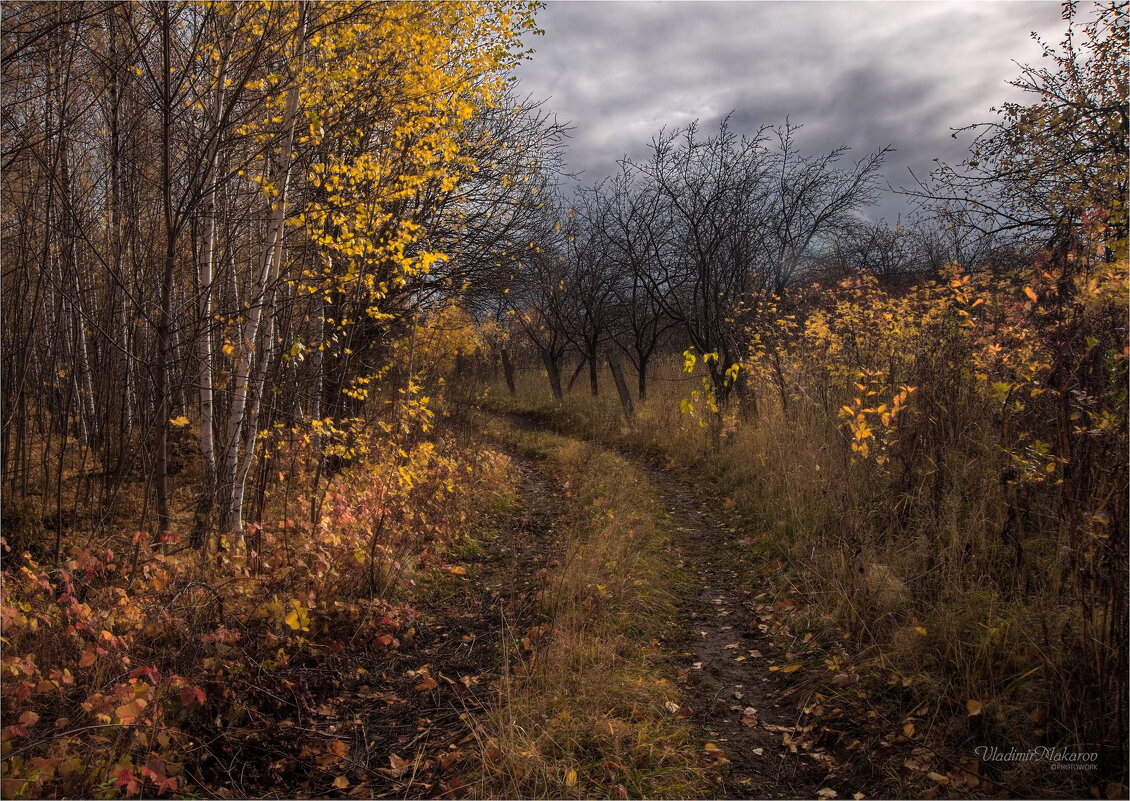 "Облетели листья. Локация"© - Владимир Макаров