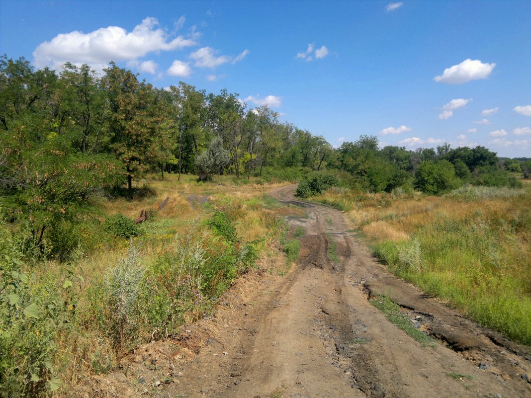 Зверево. Загородная дорога в лес. - Пётр Чернега