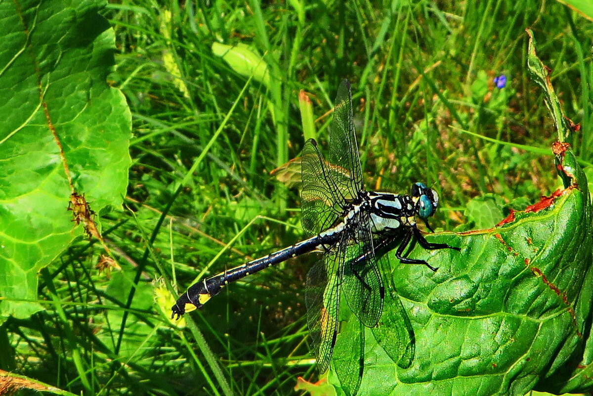 Дедка обыкновенный(лат. Gomphus vulgatissimus) Самец. - ivan 