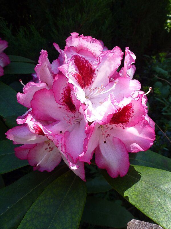 Цветок рододендрона - Лидия Бусурина