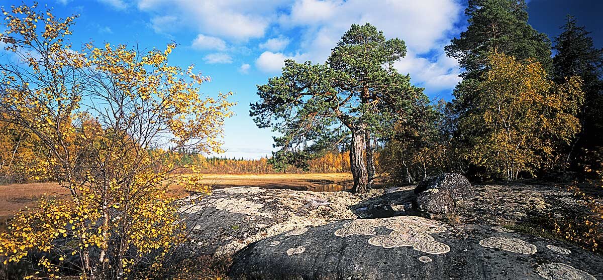 Осень в саду камней - Сергей Курников