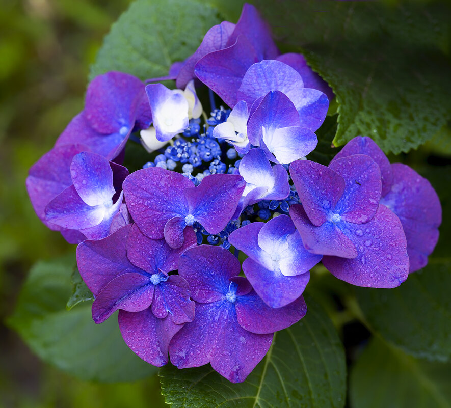 hydrangea - Zinovi Seniak