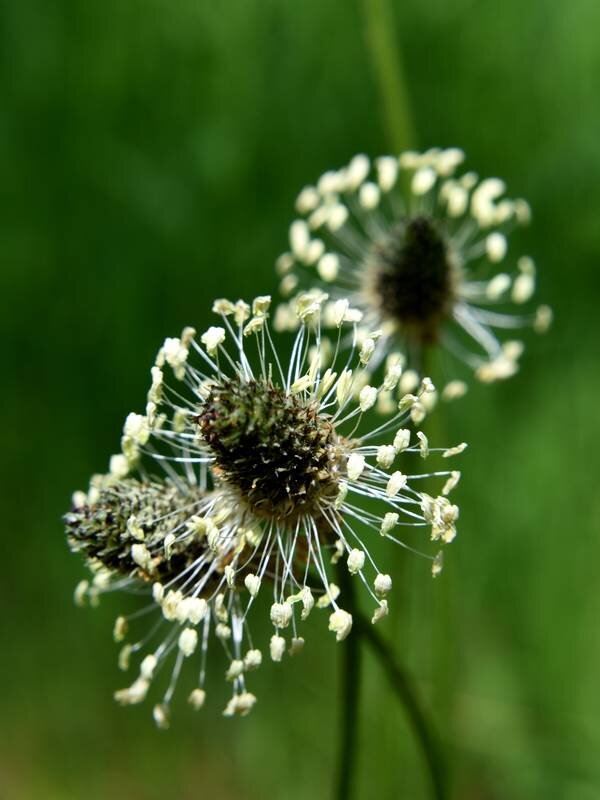 Подорожник ланцетолистный - Plantago lanceolata - Николай Чичерин