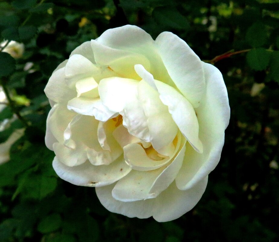 Белый цветок шиповника - Андрей Снегерёв