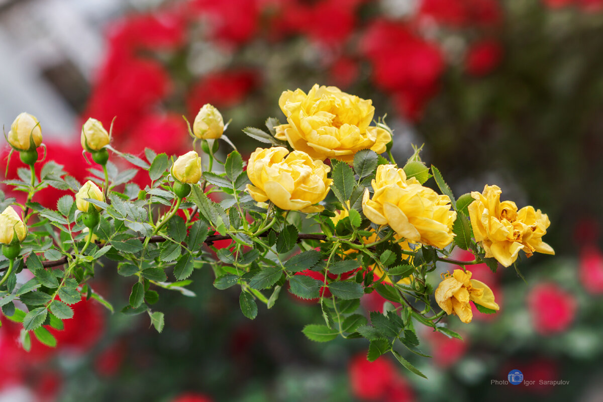 Жёлтая кустовая роза - Игорь Сарапулов