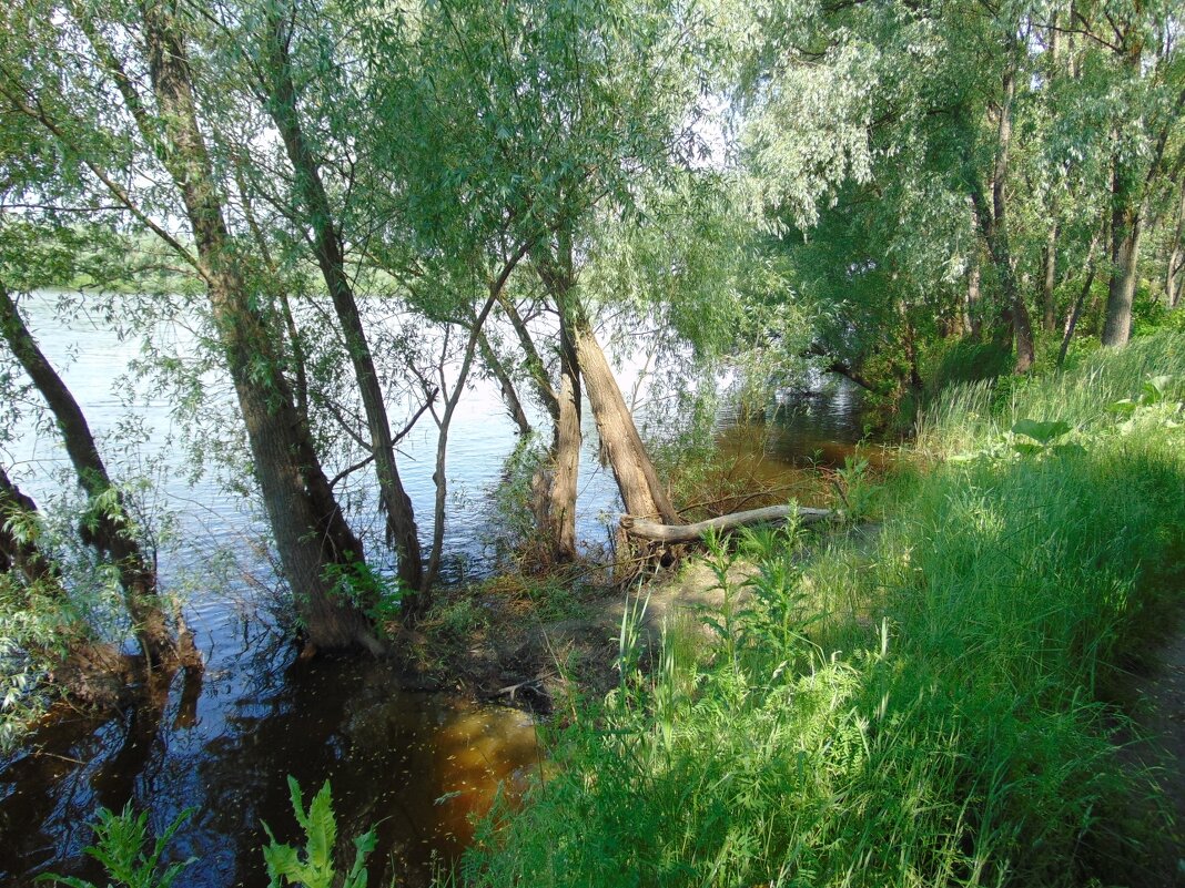 Река Десна размывает свой левый берег - Александр Скамо