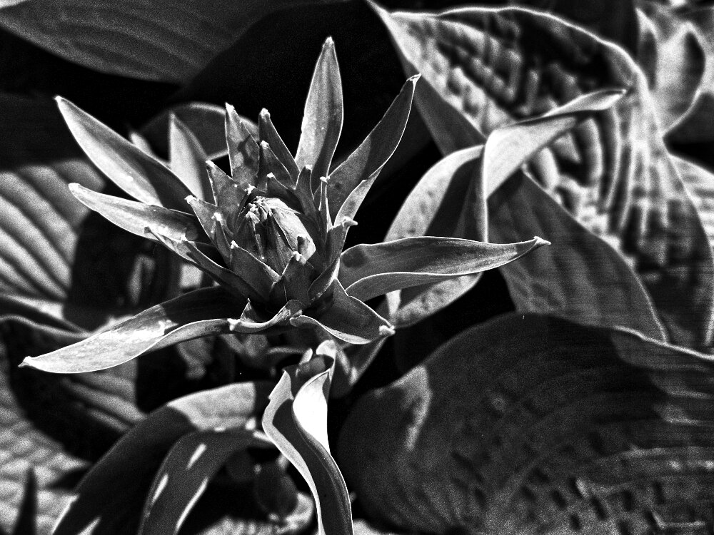 хоста в черном цвете - carambola 