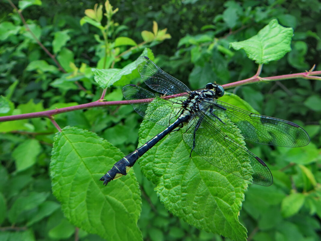 Дедка обыкновенный(лат. Gomphus vulgatissimus) Самец - ivan 