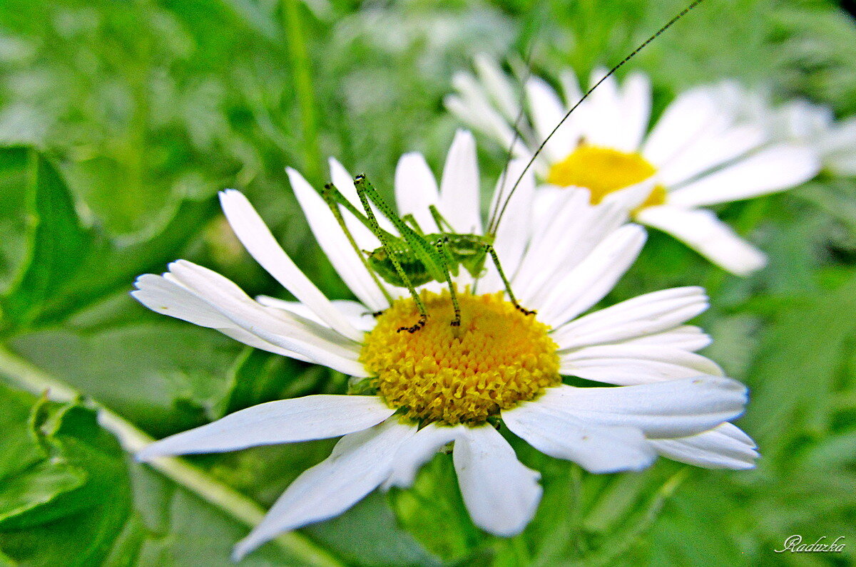 Кузнечик Tettigonioidea Krauss - Raduzka (Надежда Веркина)