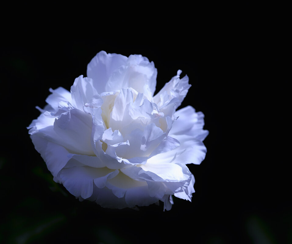 peony - Zinovi Seniak