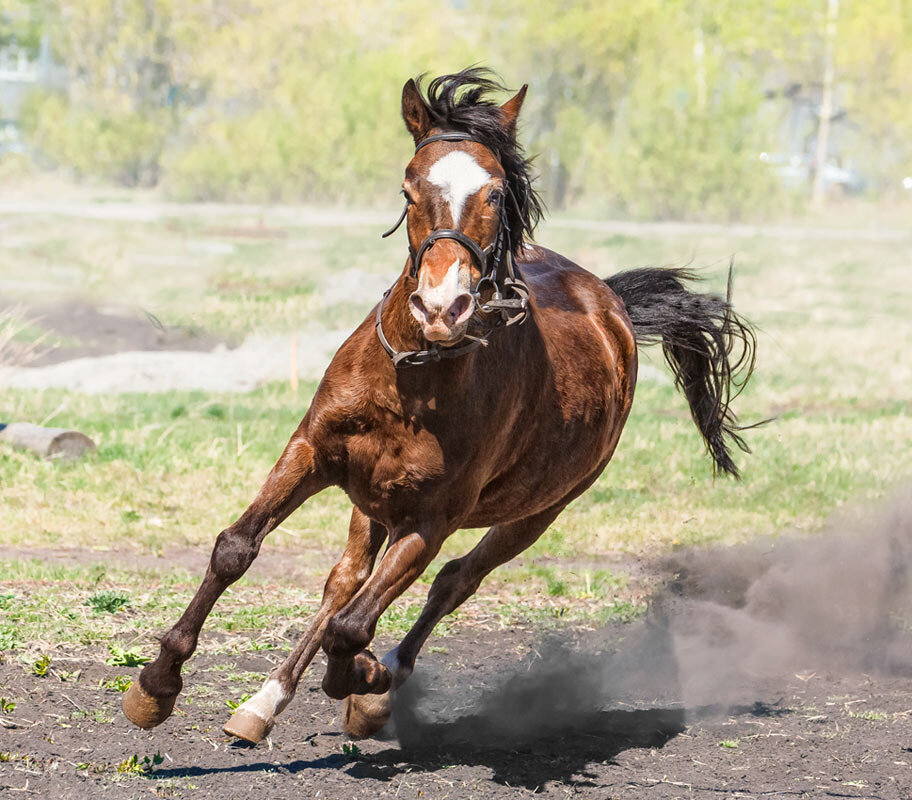 Пони - SanSan 