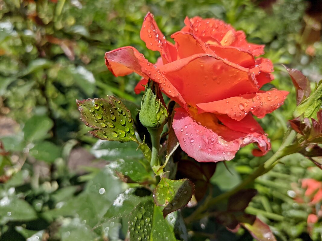 Сибирская роза - Владимир Зыбин