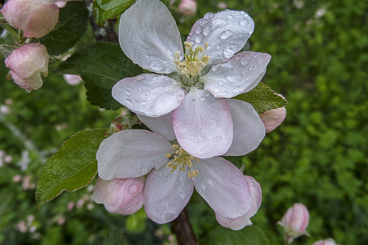 *** - El Кондукова