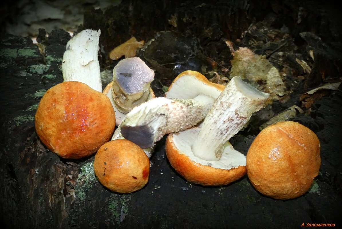 Этот гриб искать нам ловко - далеко видна в лесу красная головка! :-) - Андрей Заломленков