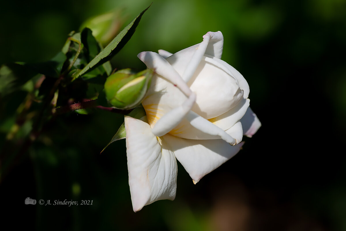 Белая роза на ветке - Александр Синдерёв