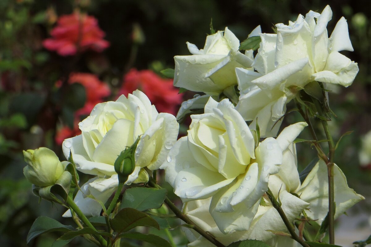 В то летнее утро, 22 июня, вот так же цвели розы... Мы помним и скорбим в этот день... - Татьяна Смоляниченко
