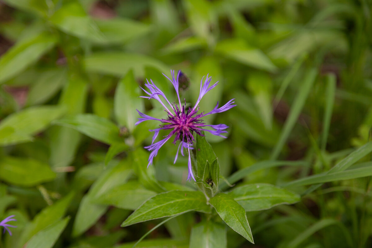 альпийский цветок - vladimir 