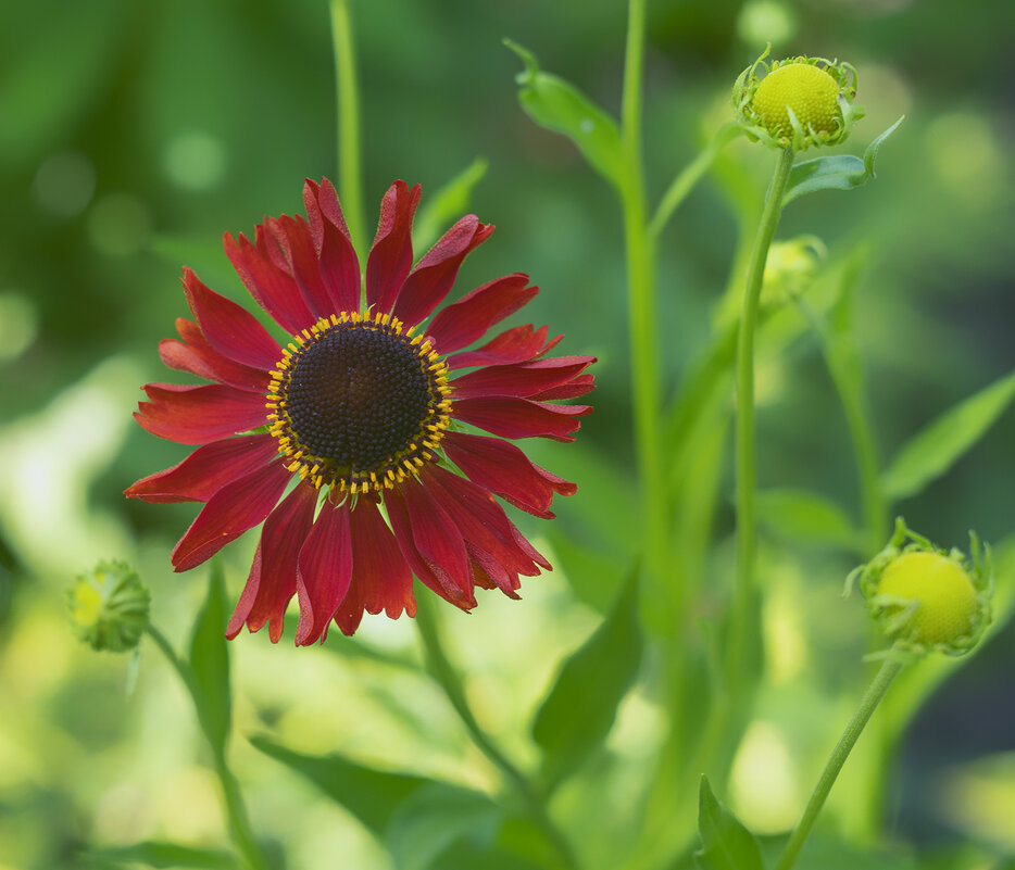 helenium - Zinovi Seniak