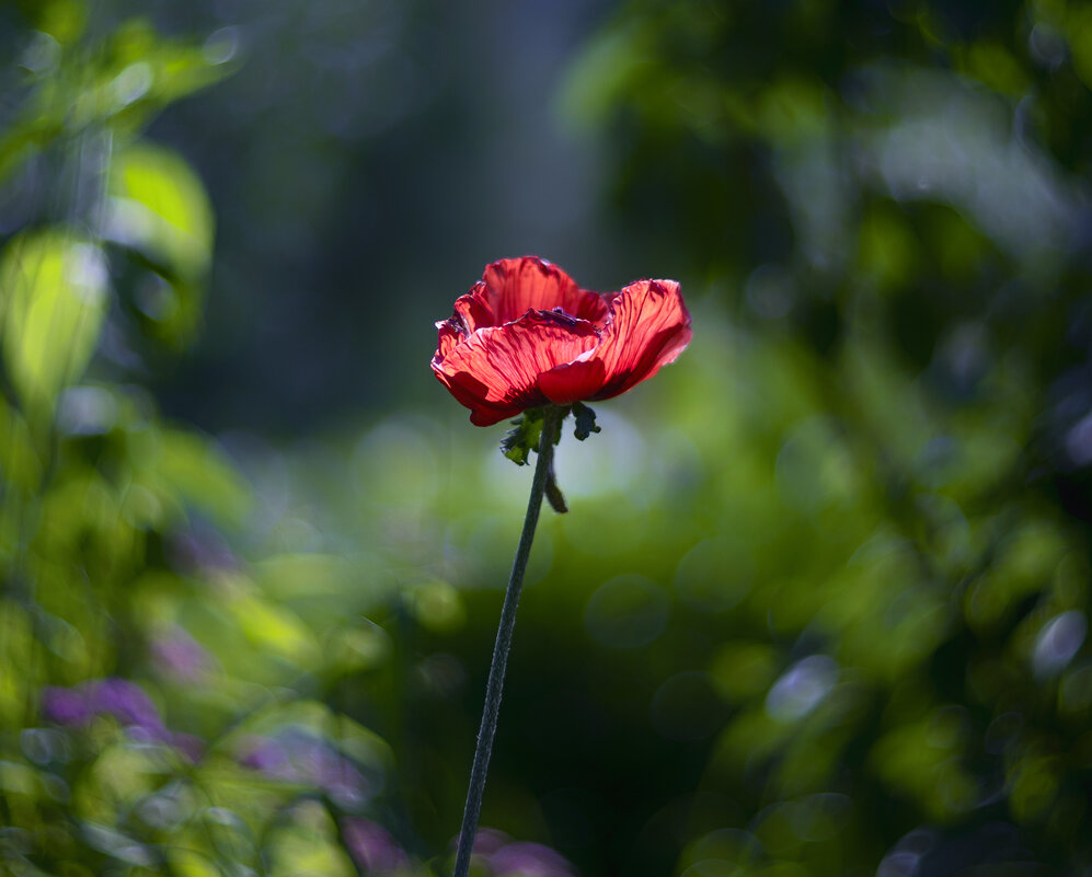 poppy - Zinovi Seniak